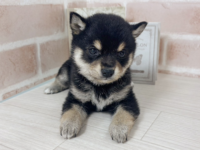 埼玉県の豆柴 (ペッツファーストさいたま新都心店/2026年1月3日生まれ/男の子/黒)の子犬の1枚目の画像