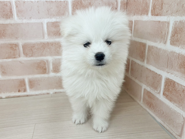 埼玉県のサモエド (ペッツファーストさいたま新都心店/2026年1月2日生まれ/女の子/ホワイト)の子犬の1枚目の画像