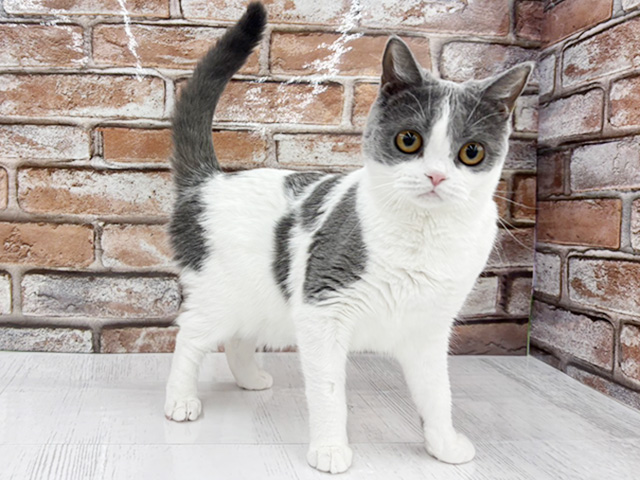 大阪府のブリティッシュショートヘアー (ペッツファースト茨木目垣店/2025年6月1日生まれ/女の子/ブルーホワイト)の子猫の1枚目の画像