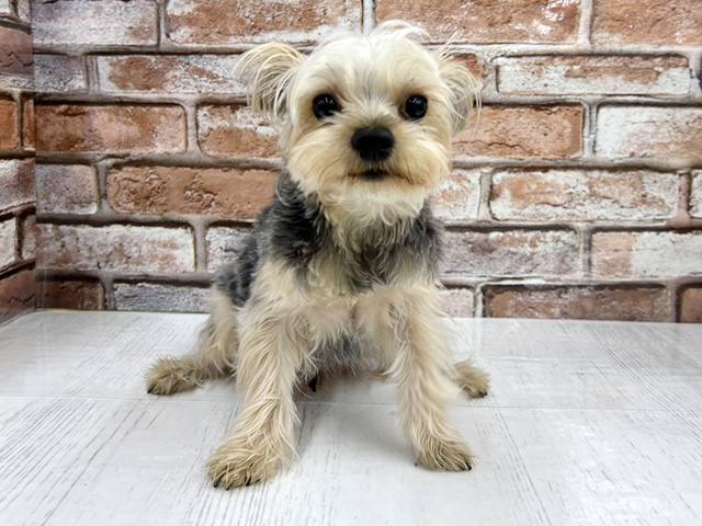 大阪府のヨークシャーテリア (ペッツファースト茨木目垣店/2025年6月25日生まれ/男の子/スチールブルータン)の子犬の1枚目の画像