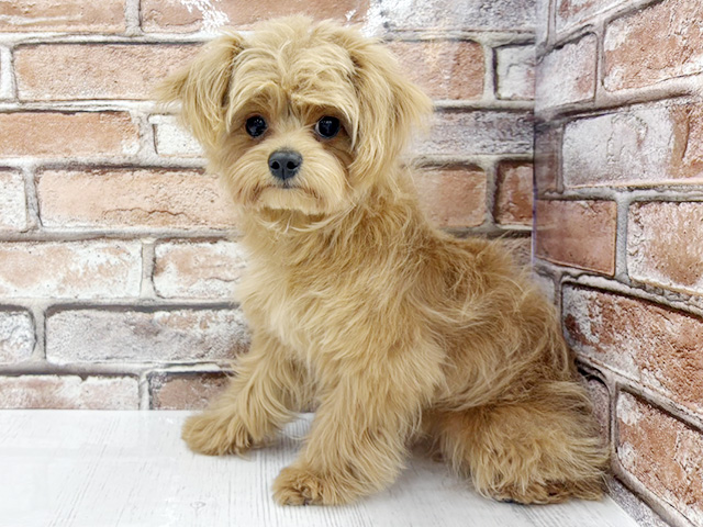 大阪府のチワプー/プーチー(チワワ×プードル) (ペッツファースト茨木目垣店/2025年7月30日生まれ/男の子/アプリコット)の子犬の1枚目の画像
