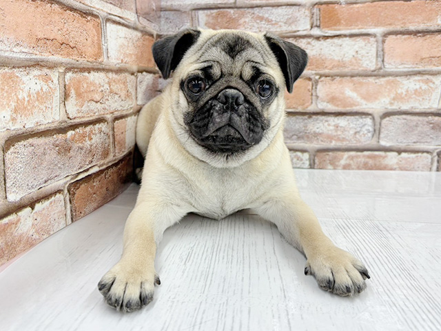 大阪府のパグ (ペッツファースト茨木目垣店/2025年8月7日生まれ/女の子/フォーン)の子犬の1枚目の画像