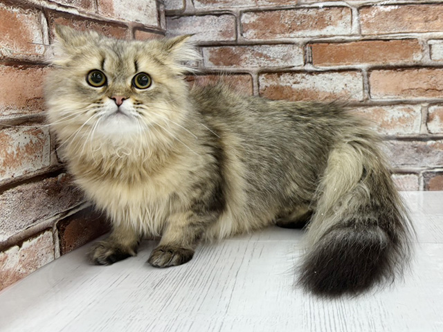 大阪府のペルシャ (ペッツファースト茨木目垣店/2025年8月10日生まれ/男の子/チンチラゴールデン)の子猫の1枚目の画像