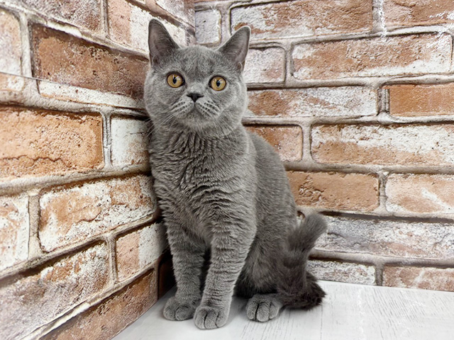 大阪府のブリティッシュショートヘアー (ペッツファースト茨木目垣店/2025年9月15日生まれ/男の子/ブルー)の子猫の1枚目の画像