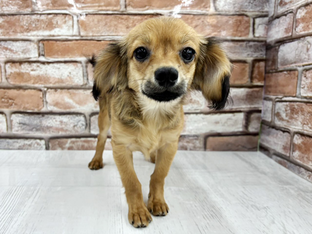 大阪府のチワックス(チワワ×ダックス) (ペッツファースト茨木目垣店/2025年10月4日生まれ/男の子/レッド)の子犬