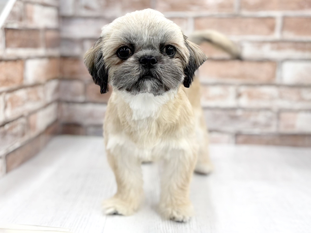 大阪府のチワズー/チワシーズ(チワワ×シーズー) (ペッツファースト茨木目垣店/2025年10月10日生まれ/女の子/フォーン)の子犬の1枚目の画像