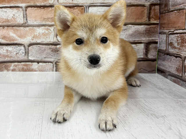 大阪府のポメ柴/豆ポメ/ポメ豆柴(ポメラニアン×柴犬) (ペッツファースト茨木目垣店/2025年10月10日生まれ/男の子/オレンジ)の子犬