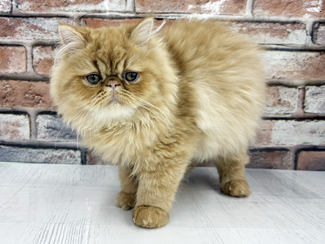 大阪府のエキゾチック (ペッツファースト茨木目垣店/2025年10月25日生まれ/男の子/レッドタビー)の子猫