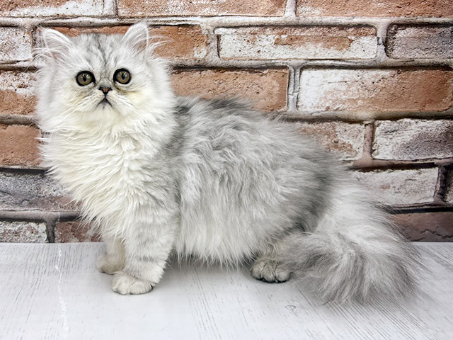 大阪府のエキゾチック (ペッツファースト茨木目垣店/2025年10月25日生まれ/女の子/シルバータビー)の子猫の1枚目の画像