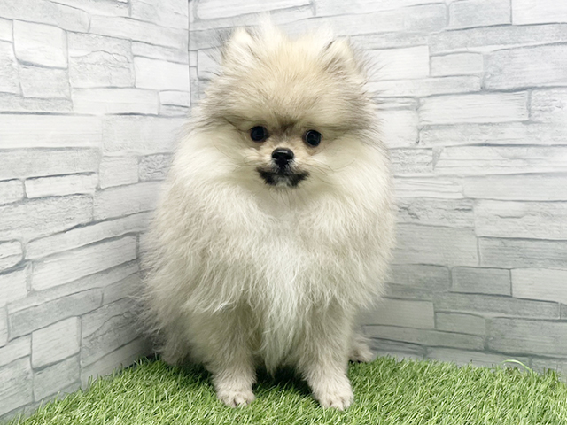 神奈川県のポメラニアン (ペッツファースト横浜瀬谷店/2025年12月1日生まれ/男の子/クリームセーブル)の子犬の1枚目の画像
