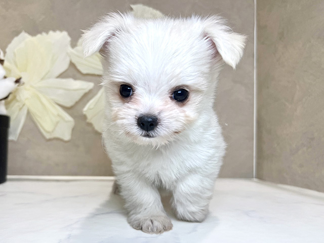 チワマル, 性別 男の子, 誕生日 2026/01/03, 毛色 クリーム, 出身 埼玉県, 店舗 神戸三宮センター街店(兵庫県), お問い合わせ番号 2510602