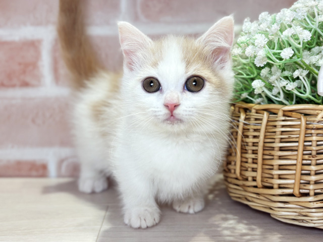 岡山県のマンチカン (ペッツファースト倉敷店/2025年12月26日生まれ/女の子/クリームタビーホワイト)の子猫の1枚目の画像