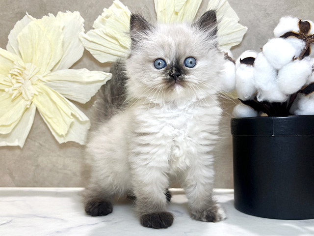 兵庫県のブリティッシュロングヘアー (ペッツファースト神戸三宮センター街店/2026年1月1日生まれ/女の子/シールポイント)の子猫の1枚目の画像