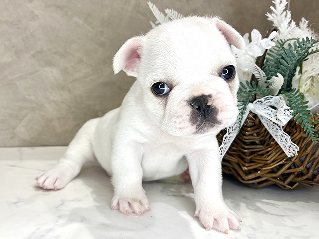 大阪府のフレンチブルドッグ (ペッツファースト茶屋町店/2026年1月3日生まれ/男の子/クリーム)の子犬の1枚目の画像
