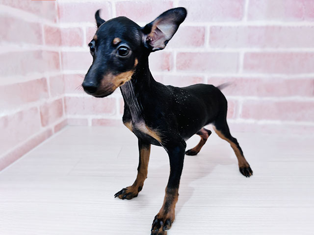 埼玉県のトイマンチェスターテリア (ペッツファースト春日部店/2025年12月11日生まれ/女の子/ブラックタン)の子犬の1枚目の画像