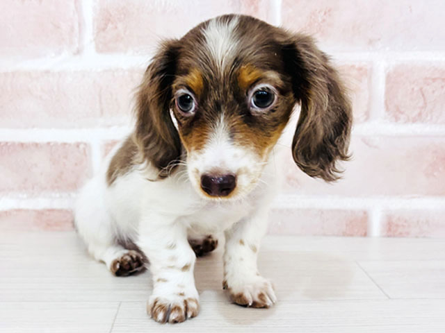 埼玉県のミニチュアダックスフンド(ロング) (ペッツファースト春日部店/2025年12月7日生まれ/男の子/チョコレートダップルパイボールド)の子犬の1枚目の画像