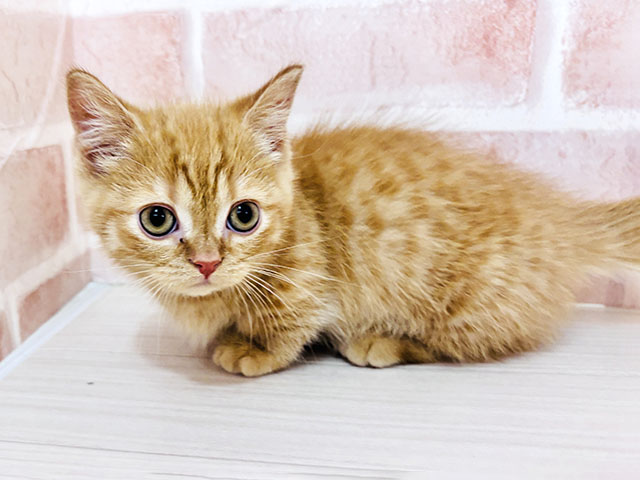 埼玉県のマンチカン (ペッツファースト春日部店/2025年12月15日生まれ/男の子/レッドタビー)の子猫の1枚目の画像