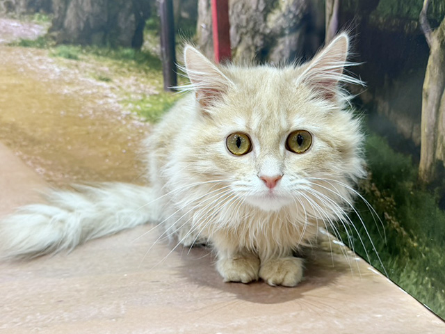埼玉県のサイベリアン (ペッツファースト与野店/2026年1月1日生まれ/男の子/クリーム)の子猫の1枚目の画像