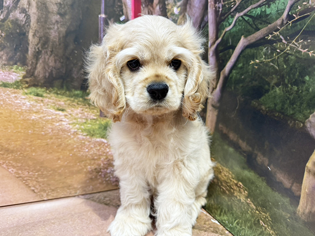 埼玉県のアメリカンコッカースパニエル (ペッツファースト与野店/2026年1月2日生まれ/男の子/バフ)の子犬の1枚目の画像