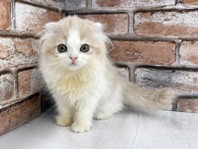 大阪府のスコティッシュフォールド (ペッツファースト茨木目垣店/2026年1月4日生まれ/男の子/クリームタビーホワイト)の子猫