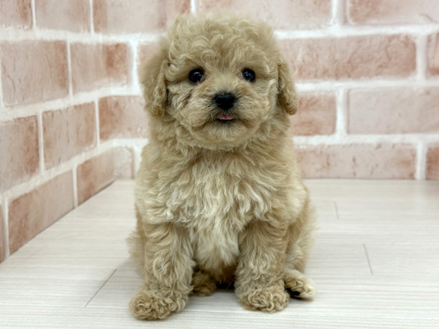 東京都のポメプー(ポメラニアン×プードル) (ペッツファースト八王子多摩美大前店/2025年12月29日生まれ/女の子/クリーム)の子犬の1枚目の画像