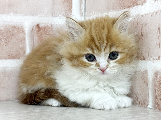 東京都のスコティッシュフォールド (ペッツファースト八王子多摩美大前店/2026年1月1日生まれ/女の子/レッドタビーホワイト)の子猫の1枚目の画像
