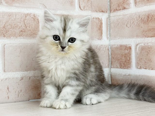 東京都のラガマフィン (ペッツファースト八王子多摩美大前店/2025年12月31日生まれ/男の子/シルバータビー)の子猫の1枚目の画像