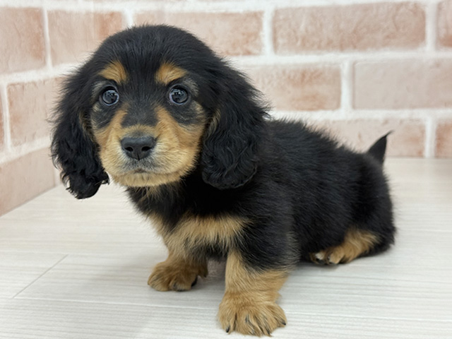 東京都のミニチュアダックスフンド(ロング) (ペッツファースト八王子多摩美大前店/2025年12月28日生まれ/女の子/ブラックタン)の子犬の1枚目の画像