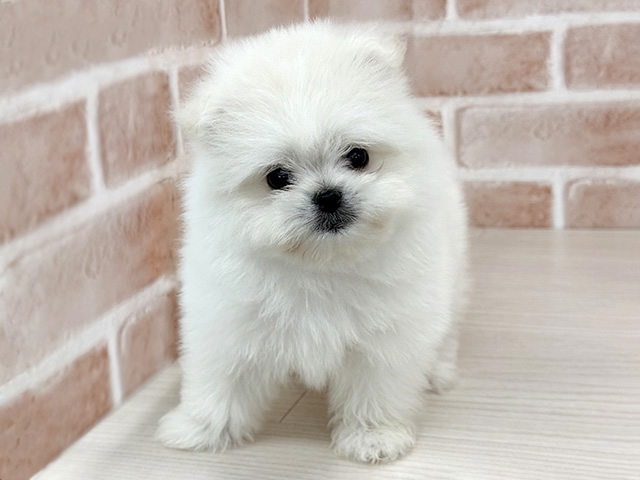 東京都のポメマル/マルポメ(ポメラニアン×マルチーズ) (ペッツファースト八王子多摩美大前店/2025年12月30日生まれ/女の子/ホワイト)の子犬の1枚目の画像