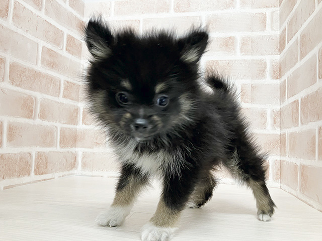 長野県のポメラニアン (ペッツファースト須坂店/2025年12月26日生まれ/女の子/ブラックタンホワイト)の子犬の1枚目の画像