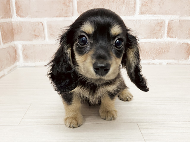 長野県のカニンヘンダックスフンド(ロング) (ペッツファースト須坂店/2026年1月3日生まれ/女の子/ブラックイエロー)の子犬の1枚目の画像