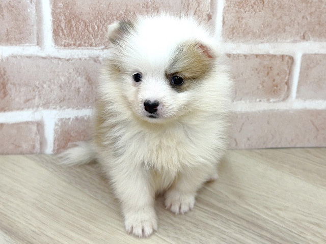 大阪府のポメラニアンミックス (ペッツファースト寝屋川店/2026年1月4日生まれ/女の子/ホワイトレッド)の子犬の1枚目の画像