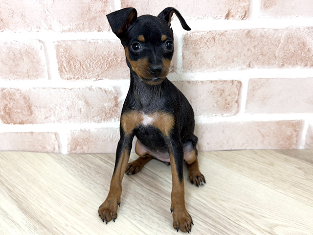 ミニチュアピンシャー, 性別 女の子, 誕生日 2025/12/21, 毛色 ブラックタン, 出身 埼玉県, 店舗 三郷店(埼玉県), お問い合わせ番号 200019547