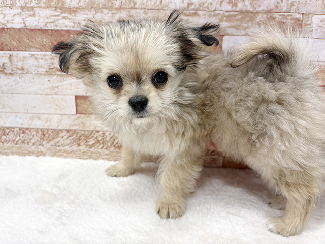 京都府のチワマル/マルチワ(チワワ×マルチーズ) (ペッツファースト京都八幡店/2026年1月7日生まれ/女の子/フォーン)の子犬