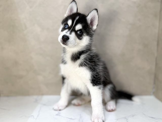 東京都のハーフ犬・ミックス犬 (ペッツファーストららぽーと立川立飛店/2026年1月4日生まれ/女の子/ブラックホワイト)の子犬の1枚目の画像