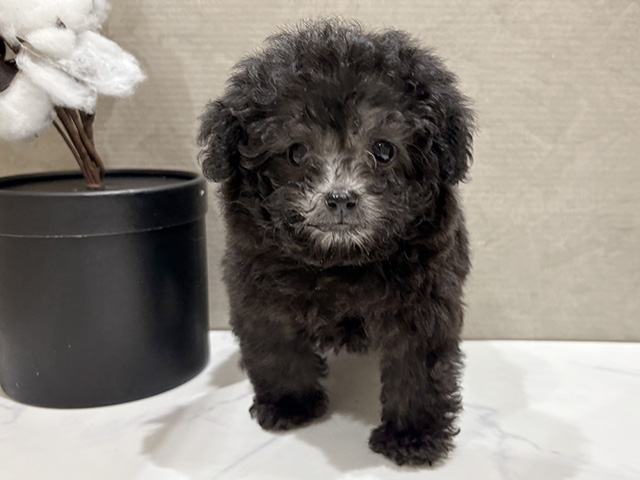 大阪府のトイプードル(ティーカップ) (ペッツファーストららぽーと門真店/2026年1月5日生まれ/女の子/シルバー)の子犬の1枚目の画像