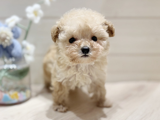 大阪府のトイプードル(タイニー) (ペッツファーストららぽーと門真店/2026年1月5日生まれ/女の子/アプリコット)の子犬