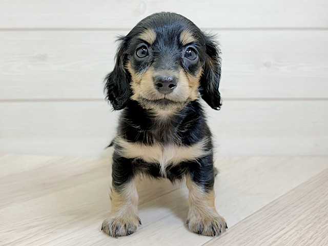 ミニチュアダックスフンド