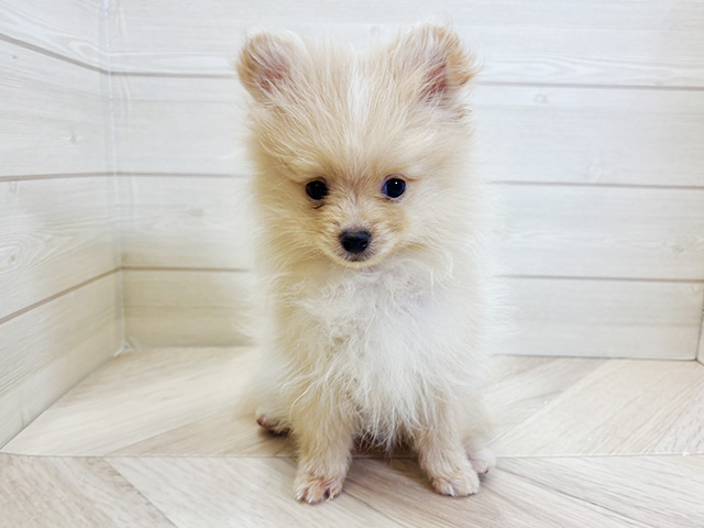 神奈川県のポメチワ/チワポメ/ポメチー(ポメラニアン×チワワ) (ペッツファースト大和鶴間店/2026年1月5日生まれ/男の子/クリーム)の子犬の1枚目の画像