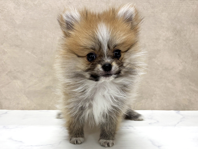 東京都のポメチワ/チワポメ/ポメチー(ポメラニアン×チワワ) (ペッツファースト八王子多摩美大前店/2026年1月5日生まれ/女の子/オレンジ)の子犬の1枚目の画像