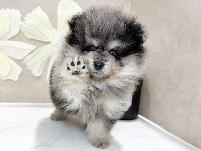 兵庫県のポメラニアン (ペッツファースト神戸三宮センター街店/2026年1月5日生まれ/男の子/ブルーマール)の子犬の1枚目の画像