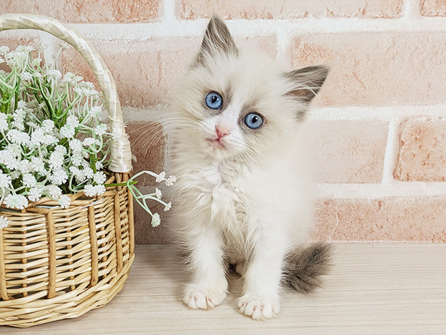 広島県のラグドール (ペッツファースト広島本通店/2026年1月3日生まれ/女の子/ブルーポイントバイカラー)の子猫の1枚目の画像