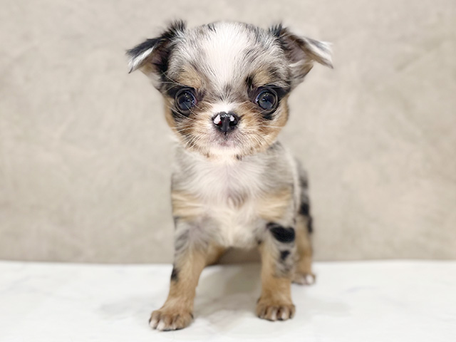 千葉県のチワワ(ロング) (ペッツファーストららぽーとTOKYO-BAY店/2026年1月5日生まれ/女の子/ブルーマールホワイト)の子犬の1枚目の画像