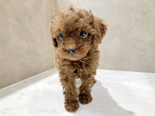トイプードル