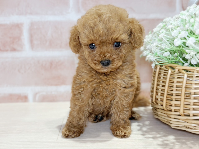 岡山県のトイプードル(タイニー) (ペッツファースト倉敷店/2026年1月5日生まれ/男の子/レッド)の子犬