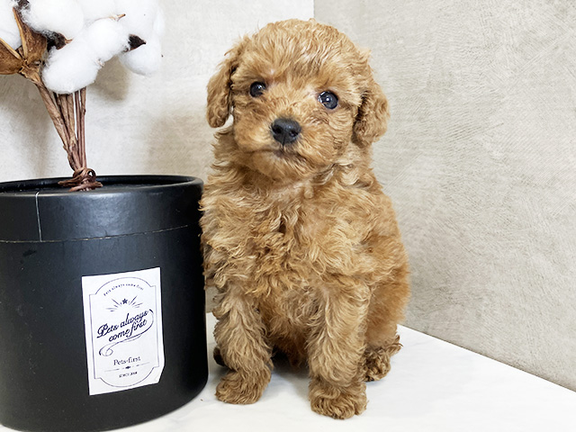 広島県のトイプードル(タイニー) (ペッツファースト広島祇園店/2026年1月5日生まれ/男の子/レッド)の子犬