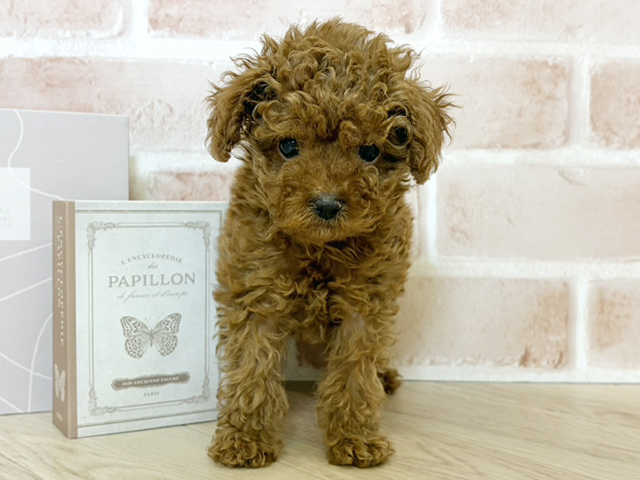 千葉県のトイプードル(タイニー) (ペッツファースト市川妙典店/2026年1月5日生まれ/女の子/レッド)の子犬