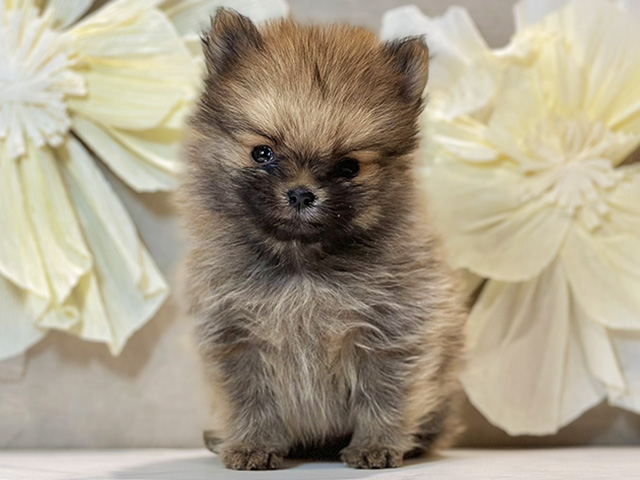 東京都のポメラニアン (ペッツファースト原宿店/2026年1月2日生まれ/男の子/オレンジ)の子犬の1枚目の画像