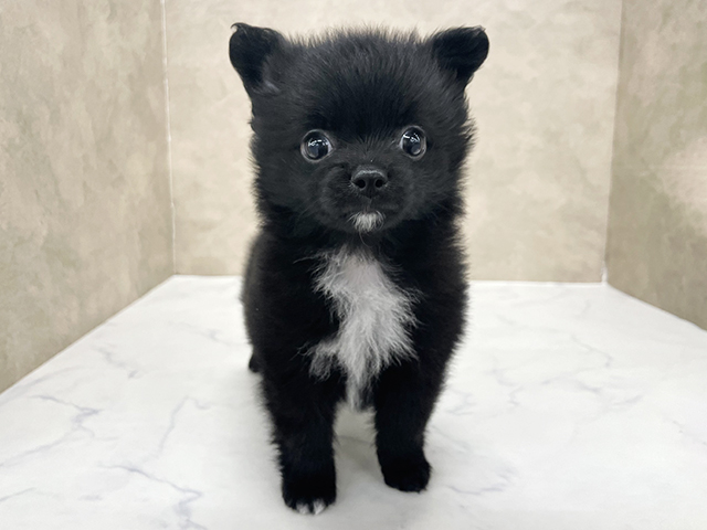 東京都のポメチワ/チワポメ/ポメチー(ポメラニアン×チワワ) (ペッツファースト八王子多摩美大前店/2026年1月2日生まれ/男の子/ブラック)の子犬