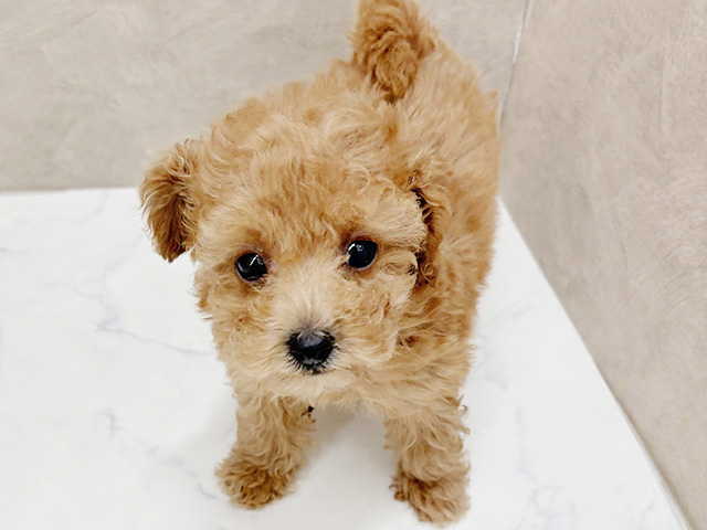福岡県のトイプードル(トイ) (ペッツファースト福津店/2026年1月1日生まれ/女の子/アプリコット)の子犬の1枚目の画像